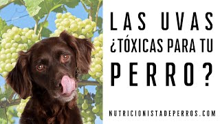 ¿Las UVAS son TÓXICAS para tu perro [upl. by Ennaear]