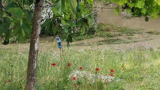 Piena del fiume Ronco a Forlì [upl. by Kristal]