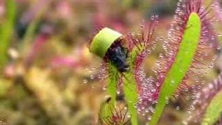 Encounters  Carnivorous Plants [upl. by Eugene]