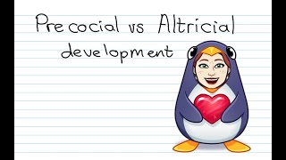 Precocial vs Altricial Development [upl. by Granthem]