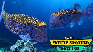 White Spotted Boxfish  A Journey Through the World of White Spotted Boxfish [upl. by Einad]