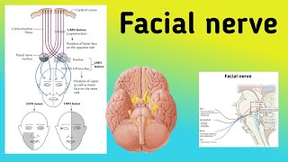 Facial Nerve  Cranial Nerve 7 pathway Branches Bells Palsy [upl. by Meuse]