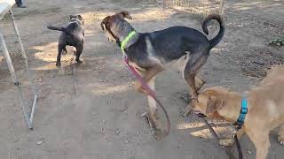 pugsley and friends available to adopt Bradshaw animal shelter Sacramento CA [upl. by Haskel]