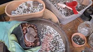 Trasplante de lithops y tips de cuidados [upl. by Asnarepse]