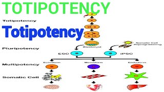 TOTIPOTENCY  What is totipotency  Plant Celluar totipotency  Totipotency by Dinesh sir [upl. by Dutchman]