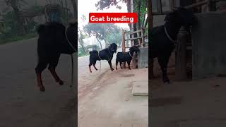 Goat breeding shortsvideo shortsshortfunnyvideo viralshorts viralshort youtube [upl. by Anrev]