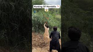 Hunting Pf Hornbills 🦩😱 shikarigaming huntting entertainment hornbills [upl. by Annail753]