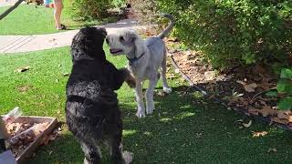 Oliver the Sheepadoodle wrestles Alima the Bernedoodle [upl. by Eirotal]