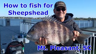 How to fish for Sheepshead [upl. by Inavihs]