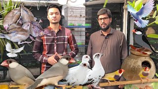 Java Sparrow Gouldian Finch amp Pied Dove Colony Setup – Adnan Bhai Collection [upl. by Atiragram917]