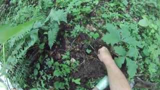 Indian Turnip root wildcrafting video AKA jack in the pulpit Arisaema triphyllum [upl. by Wickman696]