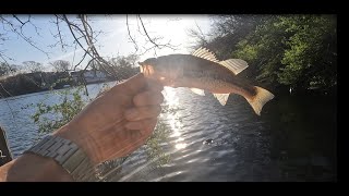 Fishing Bradys Pond Park in Staten Island NY  short fishing session after work [upl. by Mak]