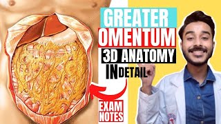 greater omentum anatomy 3d  peritoneum anatomy  greater sac anatomy [upl. by Horlacher]