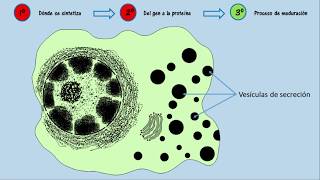 Transcripción traducción y modificaciones de la proteína insulina en célula beta  Diabetes AIB [upl. by Peckham401]