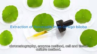 Extraction of flavonoids from Ginkgo biloba [upl. by Nelyt]