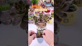 The Ultimate Guide to Growing Succulents CACTI amp SUCCULENTS [upl. by Sito]