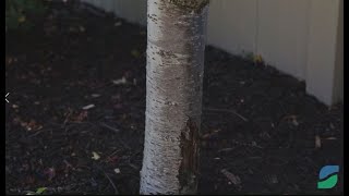 Holes in Trees  Woodboring Insects  How to Identify Borer Damage and Get Rid of Borers [upl. by Abey496]