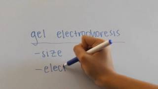 Biotechnology  Plasmids and Gel Electrophoresis [upl. by Gayle]