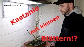 Kastanie und kleine Blätter Meine Methode für kleinere Blätter an der quotCastaneaquot  Bonsai VLog 14 [upl. by Rudelson]