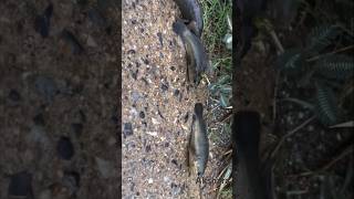 Fish walking on the road live shorts [upl. by Esmaria546]