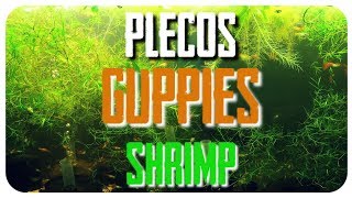 LIVE GUPPIES PLECOS SHRIMP [upl. by Eekram74]