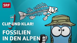 Wie entstehen Fossilien  SRF Kids – Clip und klar  Für Kinder erklärt [upl. by Rhody]