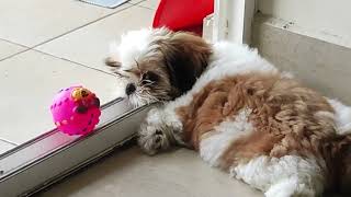 Shih Tzu puppy hiding under the Dining Table [upl. by Ardnekat]