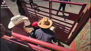 mackay mini rodeo 1st in mini bareback broncs 3rd in mutton bustin and goat tail ribbon pull [upl. by Idnib]