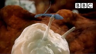 Sperm attacked by womans immune system  Inside the Human Body  BBC [upl. by Nichole]