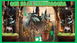 QUE ES UNA MANDRAGORA harrypotter hogwartslegacy hogwarts shorts short magic [upl. by Seta]