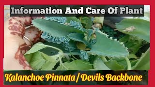 How To Grow Kalanchoe Plant And Care Tips Kalanchoe PinnataBryophyllum kalanchoeplant [upl. by Rustice215]