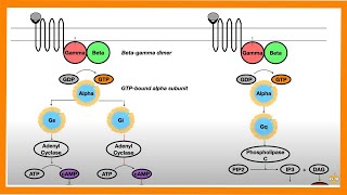 Signal Transduction Pathways GProtein Receptor Tyrosine Kinase cGMP [upl. by Anitsyrhc]