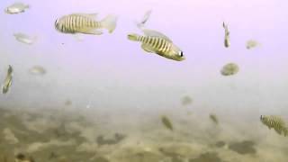 Shell Dwellers Neolamprologus multifasciatus natural habitat [upl. by Ecinahs313]