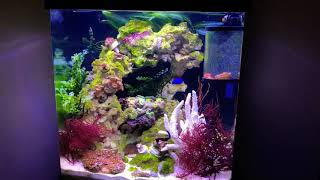 16 Gallon Seahorse aquarium [upl. by Beverly554]