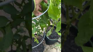 Pepper Plants are Going Strong floridagardening northwestflorida [upl. by Walcott552]