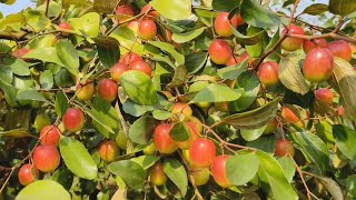 Miss India Apple Ber Plant available contact and WhatsApp 7047420953 [upl. by Atiuqan]