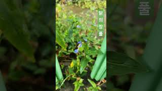 닭의장풀 닭의장풀 Commelina communis L [upl. by Greenlee]