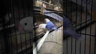 Sorotan 1237  1737 dari PROMO LOVEBIRD [upl. by Westley]