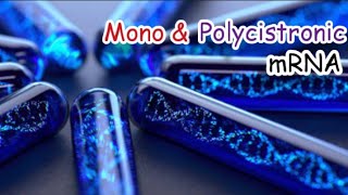 Mono amp Polycistronic mRNA Explained easy   Genetics  NCERT  Molecular Basis  Translation [upl. by Ahtelra]