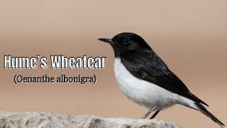 Humes Wheatear Bird Captivating Sights in Their Natural Environment [upl. by Teece]