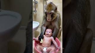 Baboon bathes baby [upl. by Ennadroj]