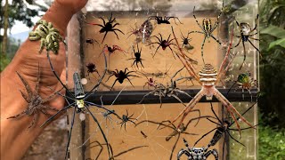 Hunt a thousand spiders‼️catch orb weaver spiders jump spiders longlegh spiders diving spiders [upl. by Hibbs]