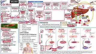 3 RM19 1V D A 3 INFECTOLOG A MALARIA [upl. by Assirem368]