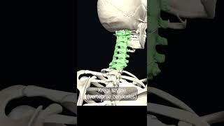 Kręgi szyjne vertebrae cervicales uczymy razem shorts anatomia medycyna 3d anatomy [upl. by Humo]