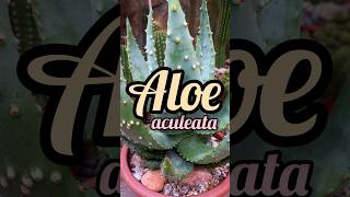 Aloe aculeata [upl. by Leivad579]