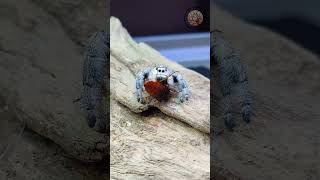 Regal Jumping Spider vs Portia [upl. by Reuben]