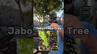 Exotic Jaboticaba Fruit Tree Delivered to My Door fastgrowingtrees jaboticaba exoticfruit [upl. by Ateuqirne]