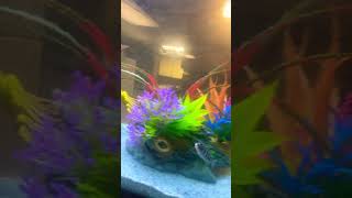 Stop listening to fish stores African cichlids and axolotls can have many tank mates [upl. by Lateh760]