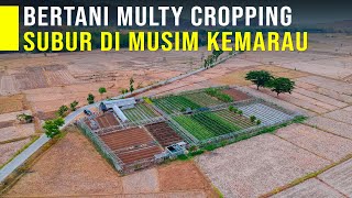 Lahan Tetap Subur Di Musim Kemarau Dengan Sistem Multy Cropping Bisa Panen Berbagai Jenis Sayuran [upl. by Ayatal]