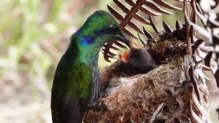 Colibri thalassinus Green violetear feeding chicks [upl. by Mallory]